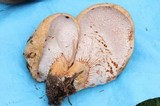 Hypomyces lateritius image