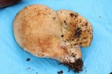 Hypomyces lateritius image