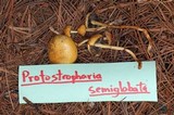 Protostropharia semiglobata image