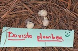 Bovista plumbea image