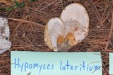 Hypomyces lateritius image