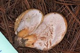 Hypomyces lateritius image