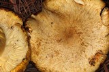 Floccularia luteovirens image