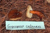 Austroboletus gracilis image