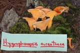 Hygrophoropsis aurantiaca image