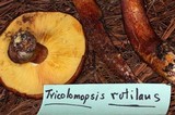 Tricholomopsis rutilans image