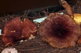Tricholomopsis rutilans image