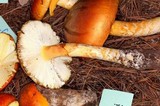 Amanita basii image