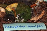 Xeromphalina tenuipes image