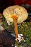 Xeromphalina tenuipes image