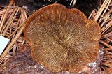 Gloeophyllum sepiarium image