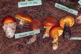 Amanita yema image