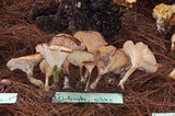 Clitocybe gibba image