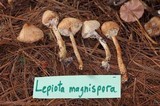 Lepiota magnispora image
