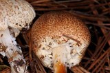 Lepiota magnispora image