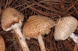 Lepiota magnispora image
