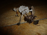 Fayodia bisphaerigera image