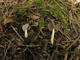 Helvella compressa image