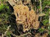 Ramaria marrii image