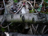 Fenestella fenestrata image