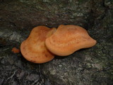 Fistulina hepatica image