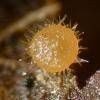 Luciotrichus lasioboloides image