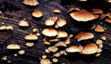 Anthracophyllum lateritium image