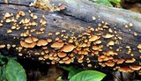 Anthracophyllum lateritium image