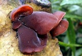 Auricularia fuscosuccinea image