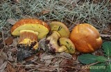 Boletus luridellus image