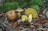 Boletus luridellus image