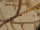 Tomentella bryophila image