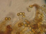 Tomentella bryophila image