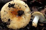 Russula ballouii image