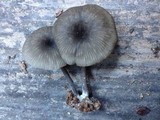Arrhenia epichysium image