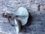 Arrhenia epichysium image