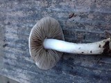 Inocybe ionocephala image