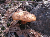 Bjerkandera fumosa image