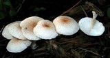 Ripartitella brasiliensis image