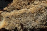 Mycolindtneria leucobryophila image