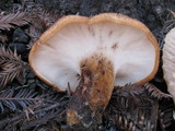 Bjerkandera fumosa image
