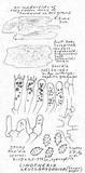 Mycolindtneria leucobryophila image