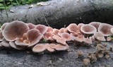 Lentinus strigosus image
