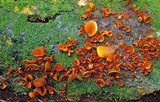 Encoelia heteromera image
