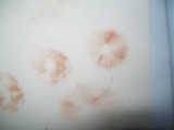 Entoloma vernum image