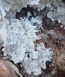 Ceratiomyxa fruticulosa var. fruticulosa image