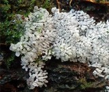 Ceratiomyxa fruticulosa var. fruticulosa image