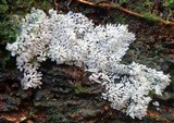 Ceratiomyxa fruticulosa var. fruticulosa image