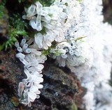 Ceratiomyxa fruticulosa var. fruticulosa image