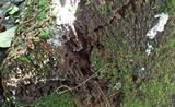 Ceratiomyxa fruticulosa var. fruticulosa image